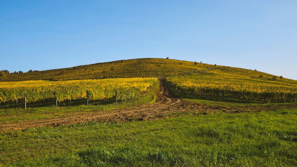 Paisagem rural com plantações e colinas (imagem ilustrativa)
